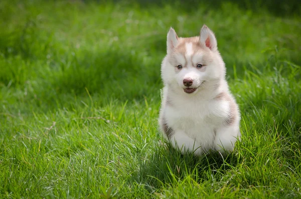 Puppy op gras — Stockfoto