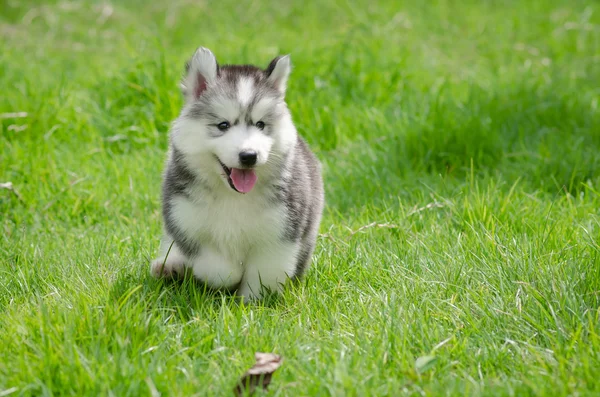 Puppy op gras — Stockfoto