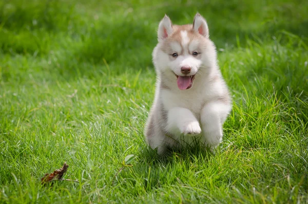 Köpek çimlerin üzerine — Stok fotoğraf