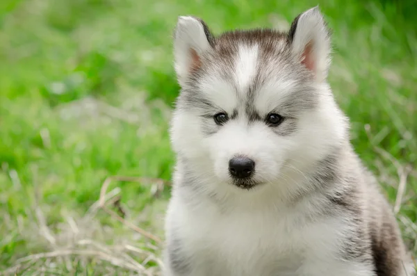 Close up of siberian hisky puppy — Stock Photo, Image