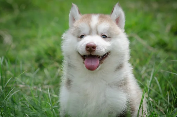 微笑着的小狗 — 图库照片