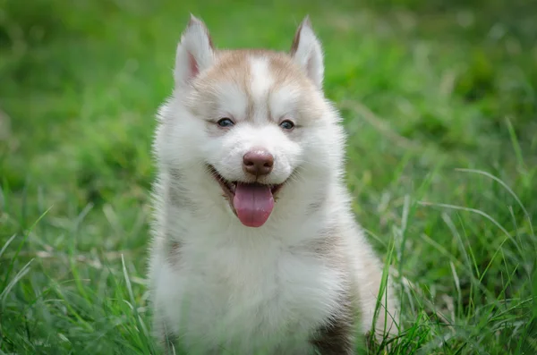 Puppy glimlachen — Stockfoto
