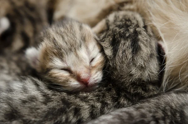 Sleeping baby kitten — Stock Photo, Image