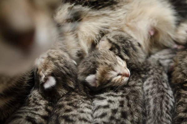 Durmiendo bebé gatito — Foto de Stock