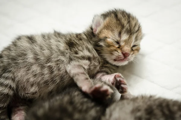 Dormir américain cheveux courts chaton — Photo