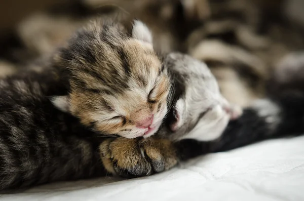 Dormir américain cheveux courts chaton — Photo