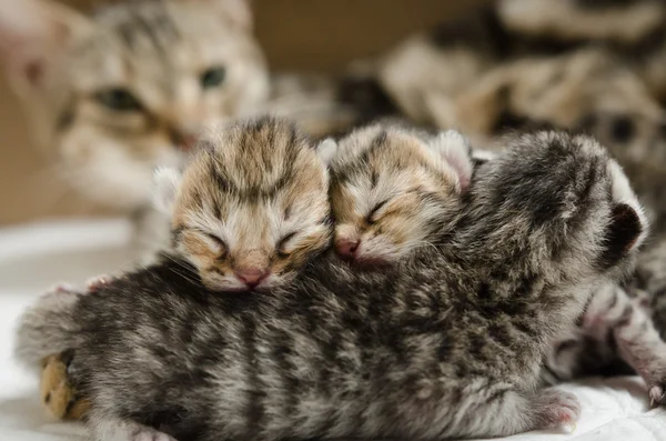 Durmiendo american corto pelo gatito — Foto de Stock