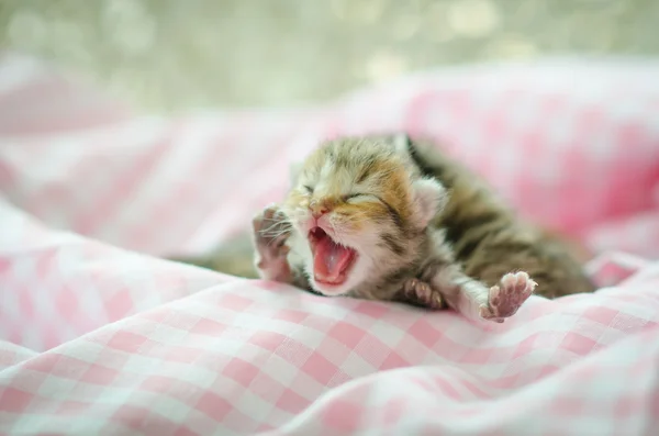 Gatinho recém-nascido dormindo — Fotografia de Stock