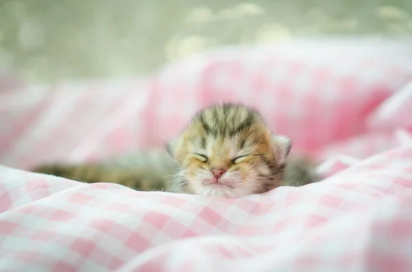 Nyfödd kattunge sover — Stockfoto