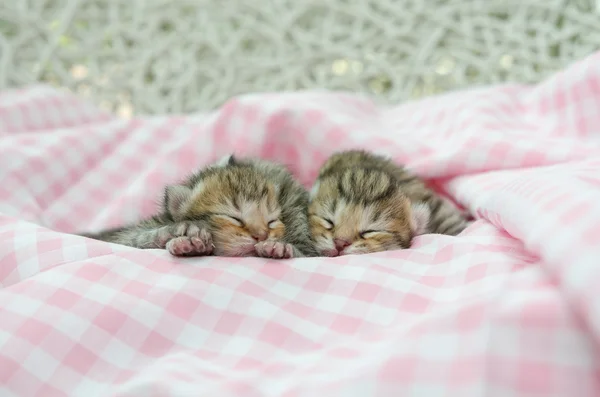 Новорожденный американский короткошерстный котенок спит на розовой скатерти — стоковое фото