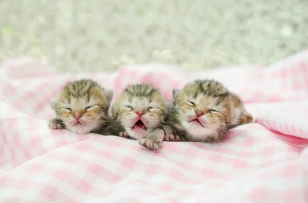 Neugeborenes amerikanisches Kurzhaarkätzchen schläft auf rosa Tischdecke — Stockfoto