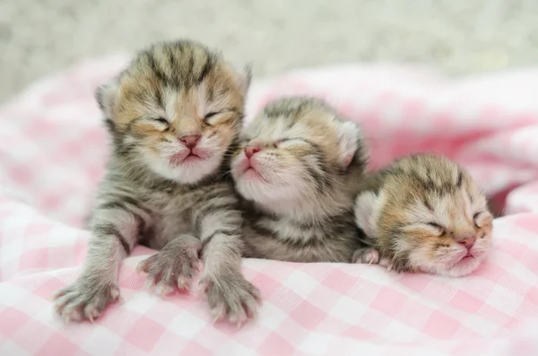 Neugeborenes amerikanisches Kurzhaarkätzchen schläft auf rosa Tischdecke — Stockfoto