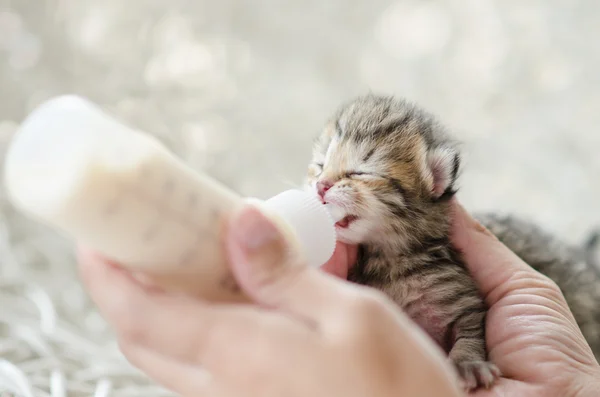 Kleine kat voederen met melkvervangers — Stockfoto