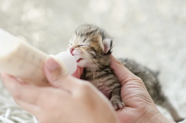 Alimentación pequeño gato con leche sustituto — Foto de Stock