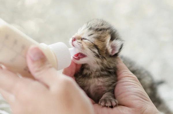 Utfodring lilla katt med mjölkersättningen — Stockfoto