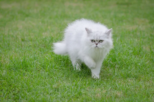 Chat persan blanc marchant — Photo