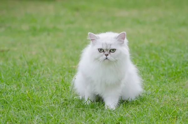 Blanco persa gato sentado —  Fotos de Stock