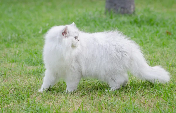 White persian cat walking — Stock Photo, Image