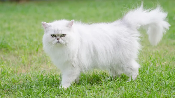 Beyaz Farsça yürüyen kedi — Stok fotoğraf