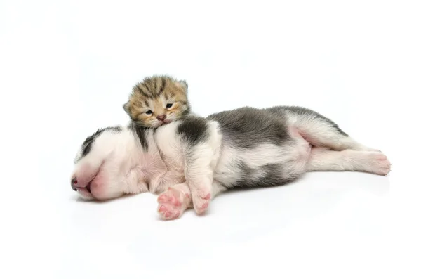 Gatinho e filhote de cachorro dormir no fundo branco — Fotografia de Stock