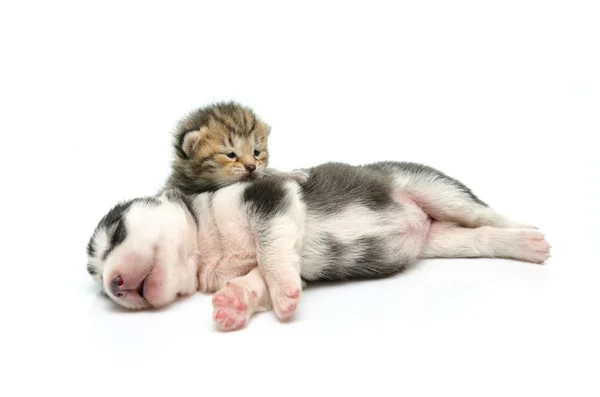 子猫と子犬白い背景の上で寝る — ストック写真