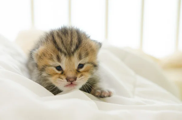 Amerikai rövid haj cica, alszik az ágyban — Stock Fotó