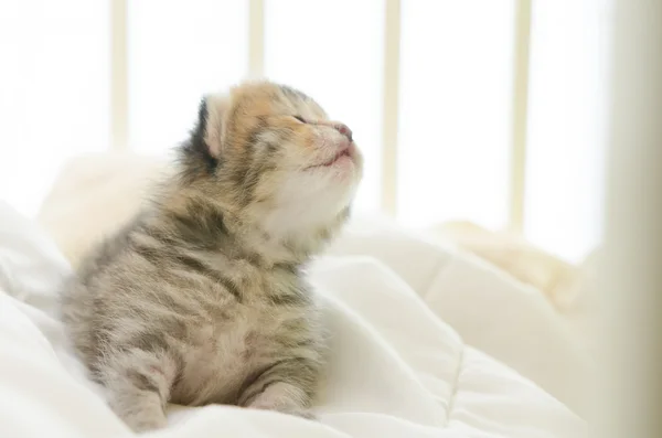 Amerikai rövid haj cica, alszik az ágyban — Stock Fotó