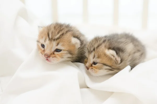 Dois gatinhos recém-nascidos de American Shorthair — Fotografia de Stock