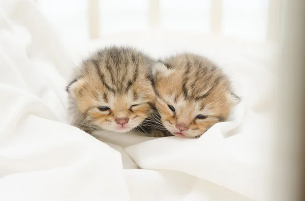 Dwie nowo narodzony Kotek z Amerykanin Stenografia — Zdjęcie stockowe
