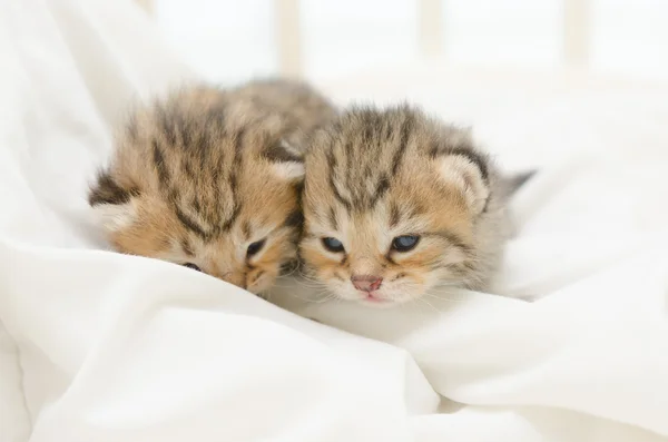 两个刚出生的小猫的美国短毛猫 — 图库照片