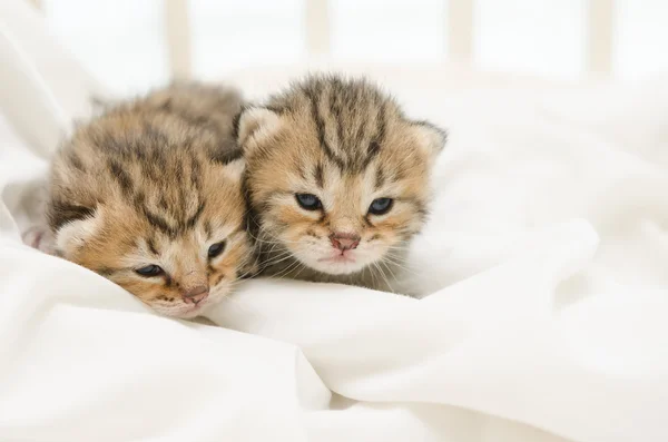 Zwei neugeborene Jungtiere der amerikanischen Kurzhaarkatze — Stockfoto