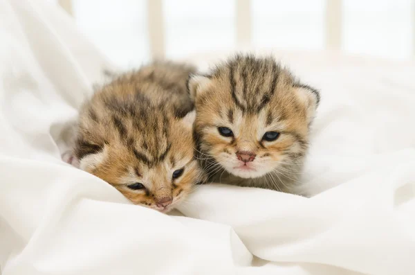 Dos gatitos recién nacidos de American Shorthair — Foto de Stock