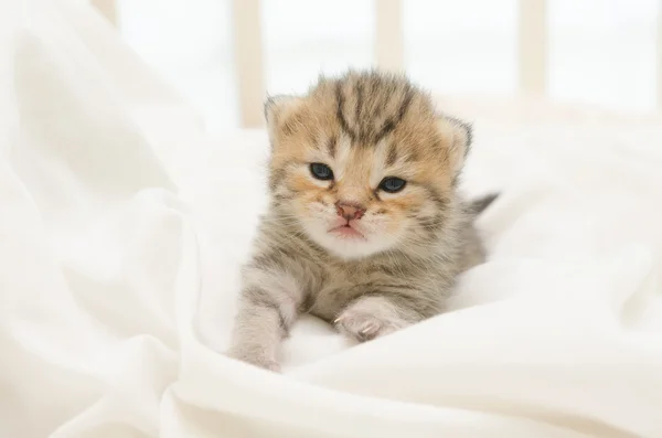 American Gatinho de cabelo curto dormindo na cama — Fotografia de Stock