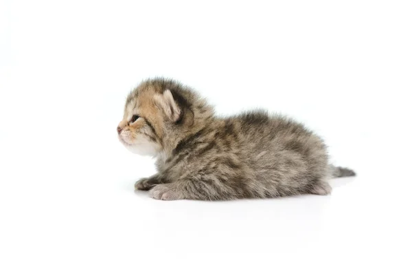 Νεογέννητος γατάκι ραβδωτό ύφασμα σε άσπρο φόντο — Φωτογραφία Αρχείου