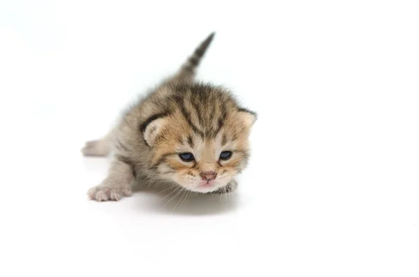 新生儿的斑纹猫，在白色背景上 — 图库照片