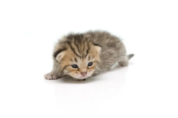 Nowo narodzony Kotek Mora na białym tle — Zdjęcie stockowe