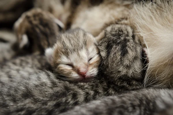 Sleeping baby kitten Royalty Free Stock Images