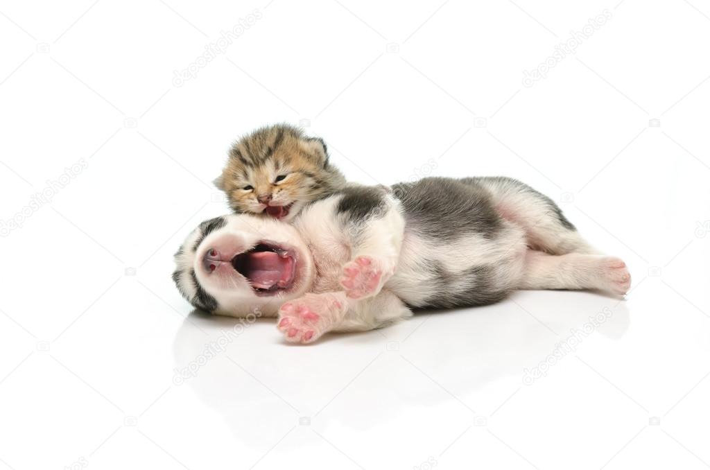 Kitten and puppy sleep on white background 