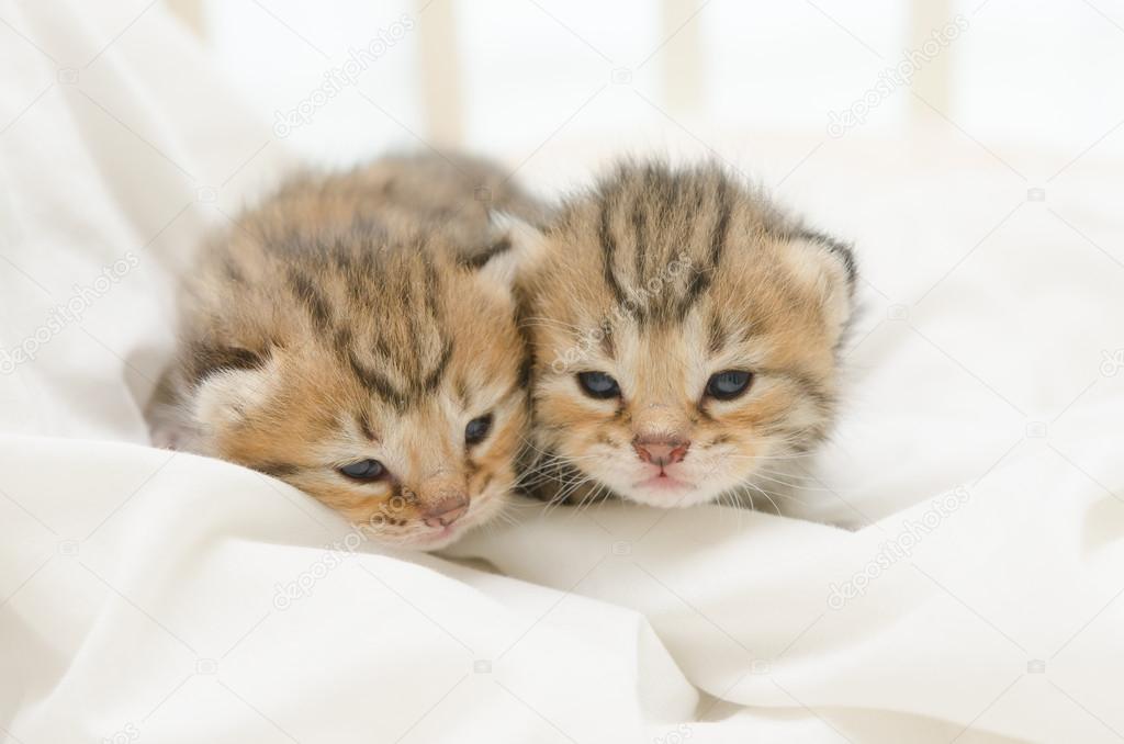 Two newborn kitten of American Shorthair — Stock Photo