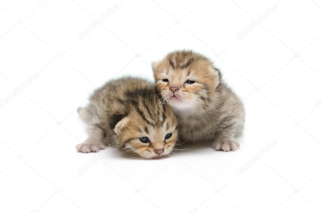 Newborn tabby kitten on white background 