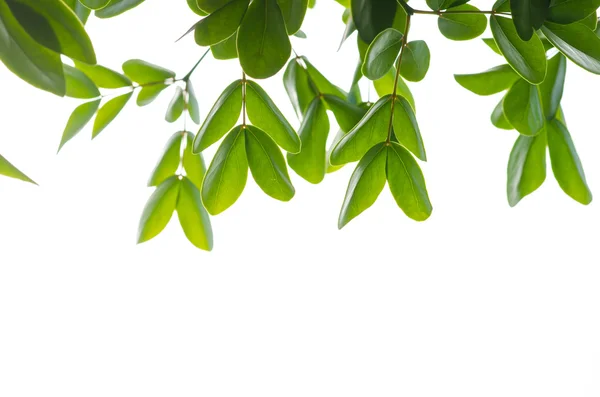 Grünes Blatt isoliert auf weißem Hintergrund — Stockfoto