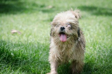 Kör Köpek tek başına parkta yürüyüş