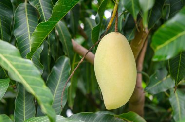 barracuda mango Bahçe, yakın çekim
