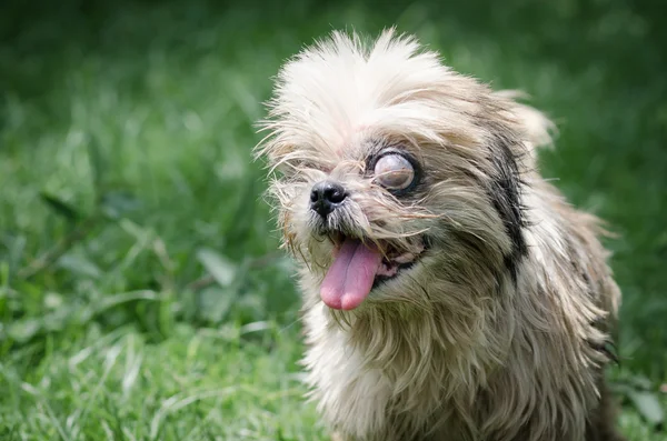 Perro ciego paseando solo en el parque —  Fotos de Stock