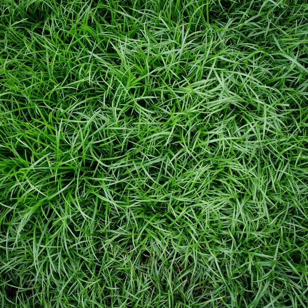 Három természetes zöld fű — Stock Fotó