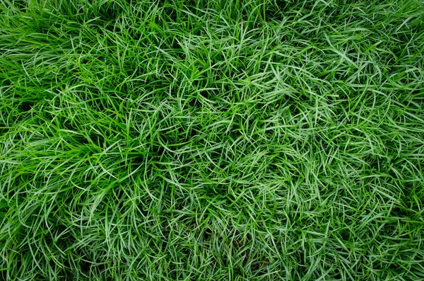 Tre erba verde naturale — Foto Stock