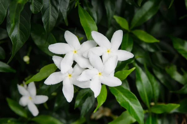 Close up little white flowers — Stock Photo, Image