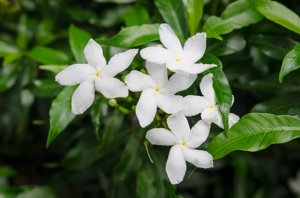 Közelkép a kis fehér virágok — Stock Fotó