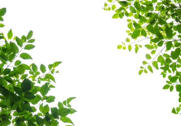 Зелений лист fream — стокове фото