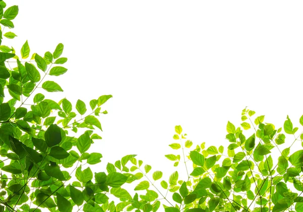Zielony liść Freama — Zdjęcie stockowe